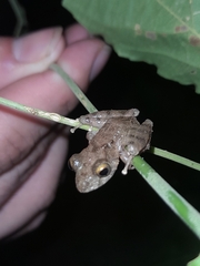 Pristimantis cerasinus