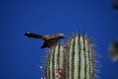 Mimus thenca