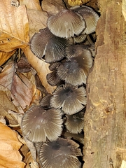 Mycena leptocephala