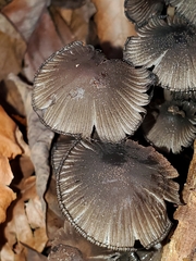 Mycena leptocephala