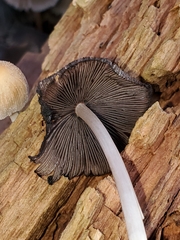 Mycena leptocephala