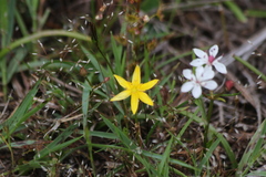 Hypoxis hygrometrica