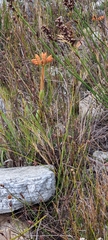 Dilatris viscosa