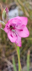Gladiolus inflatus