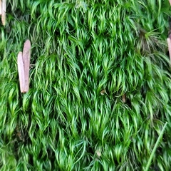 Paraleucobryum longifolium