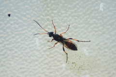 Ichneumon