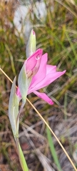 Gladiolus inflatus