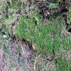 Paraleucobryum longifolium