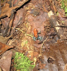 Ranitomeya reticulata