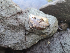 Isognomonidae