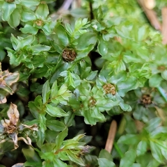 Mnium spinosum