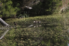 Malacorhynchus membranaceus