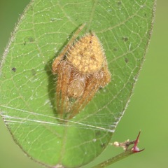Eriophora