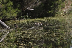 Malacorhynchus membranaceus