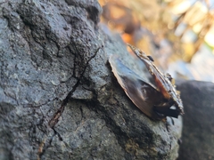 Isognomonidae