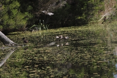 Malacorhynchus membranaceus