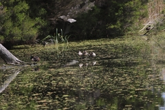 Malacorhynchus membranaceus