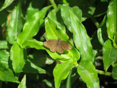 Anisochoria sublimbata