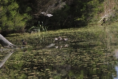 Malacorhynchus membranaceus