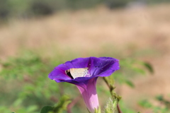 Lerodea eufala eufala