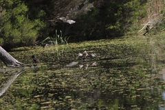 Malacorhynchus membranaceus