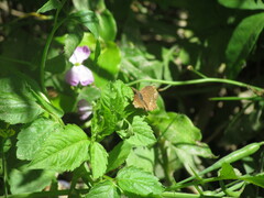 Anisochoria sublimbata