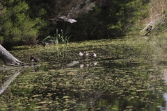 Malacorhynchus membranaceus