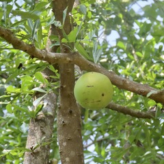 Crescentia alata