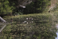 Malacorhynchus membranaceus