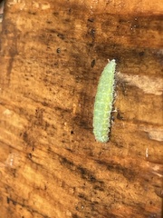 Pieris rapae