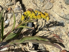 Solidago sempervirens