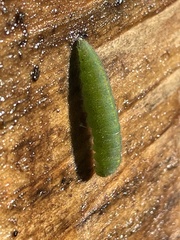 Pieris rapae