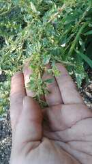 Amaranthus albus