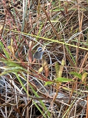 Hemiargus ceraunus