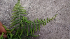 Gleichenia polypodioides