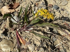 Solidago sempervirens
