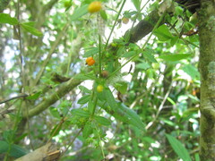 Galium hypocarpium