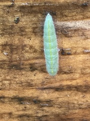 Pieris rapae