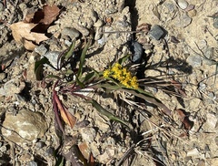 Solidago sempervirens