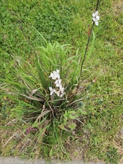 Libertia chilensis
