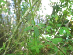 Galium hypocarpium