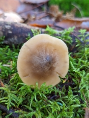 Hebeloma