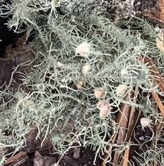 Usnea strigosa
