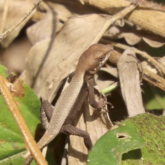 Sceloporus siniferus