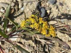 Solidago sempervirens