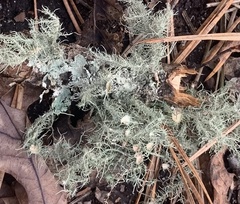 Usnea strigosa