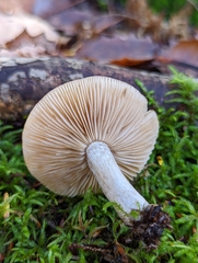 Hebeloma