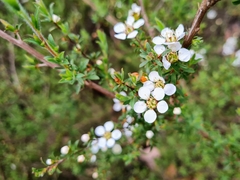 Leptospermum