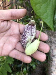 Aristolochia littoralis