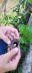 Aristolochia littoralis